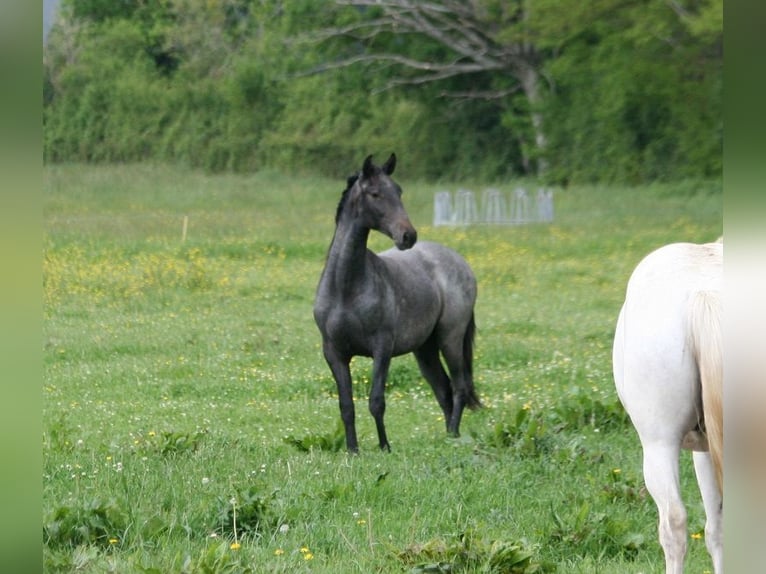 Lusitano Stallion 2 years Gray in Saligny sur Roudon