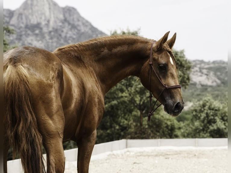Lusitano Mix Stallion 3 years 14.1 hh Chestnut-Red in La Cabrera