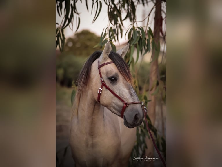 Lusitano Stallion 3 years 14,3 hh Brown Falb mold in Rio Maior