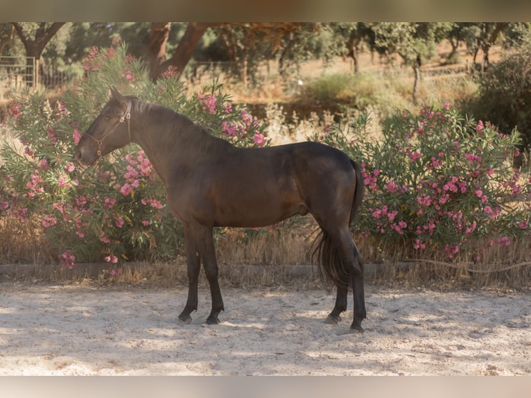 Lusitano Stallion 3 years 15.1 hh Black in Vila Viçosa