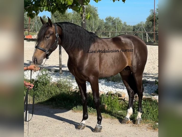 Lusitano Mix Stallion 3 years 15,1 hh Buckskin in Sevilla