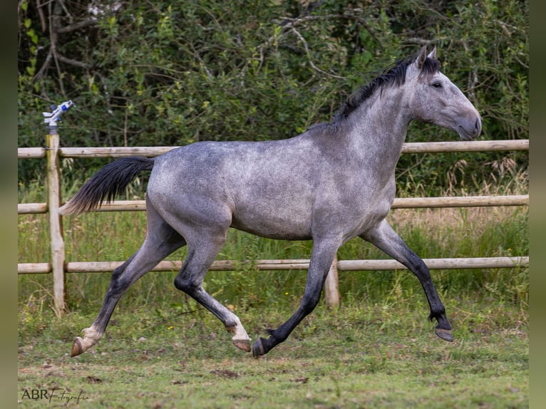 Lusitano Stallion 3 years 15,1 hh Gray-Blue-Tan in St. Estevao