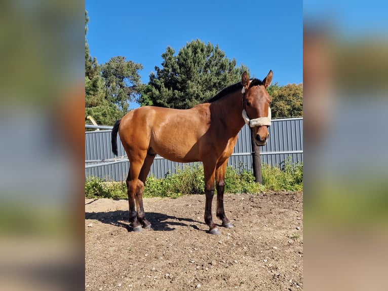 Lusitano Stallion 3 years 15.2 hh Bay-Dark in setubal