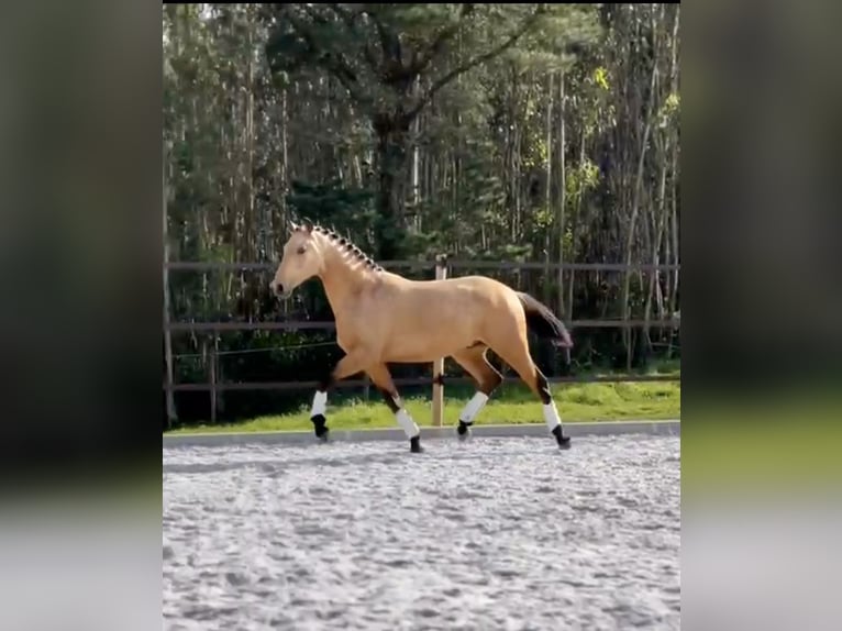 Lusitano Stallion 3 years 15,2 hh Buckskin in Cartaxo