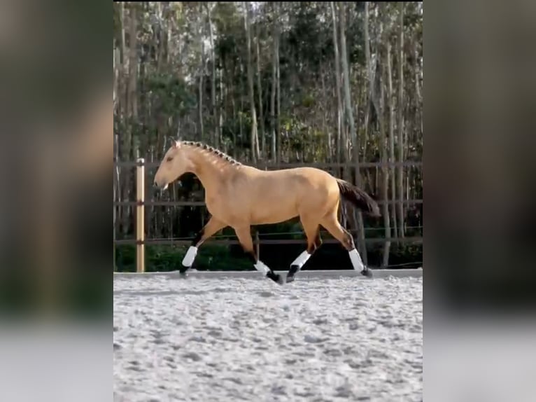 Lusitano Stallion 3 years 15,2 hh Buckskin in Cartaxo