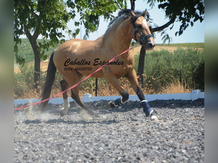 Lusitano Stallion 3 years 15.2 hh Buckskin in Vejer de la Frontera