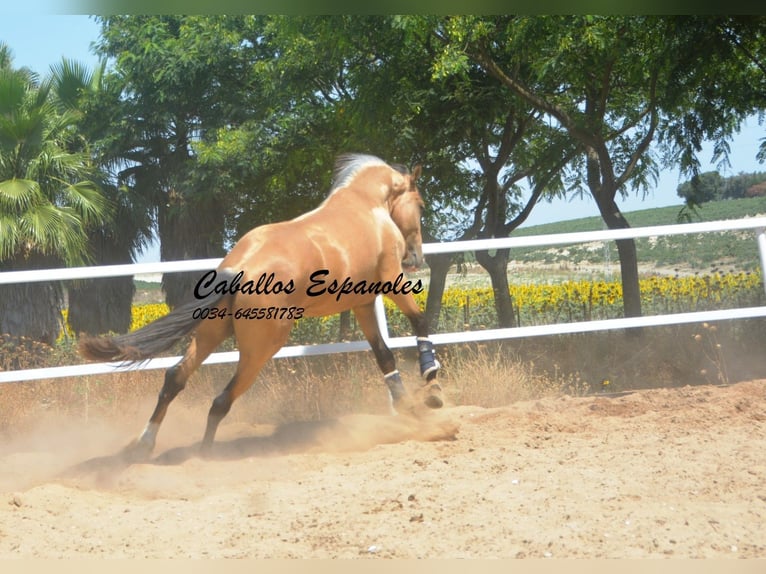Lusitano Stallion 3 years 15.2 hh Buckskin in Vejer de la Frontera