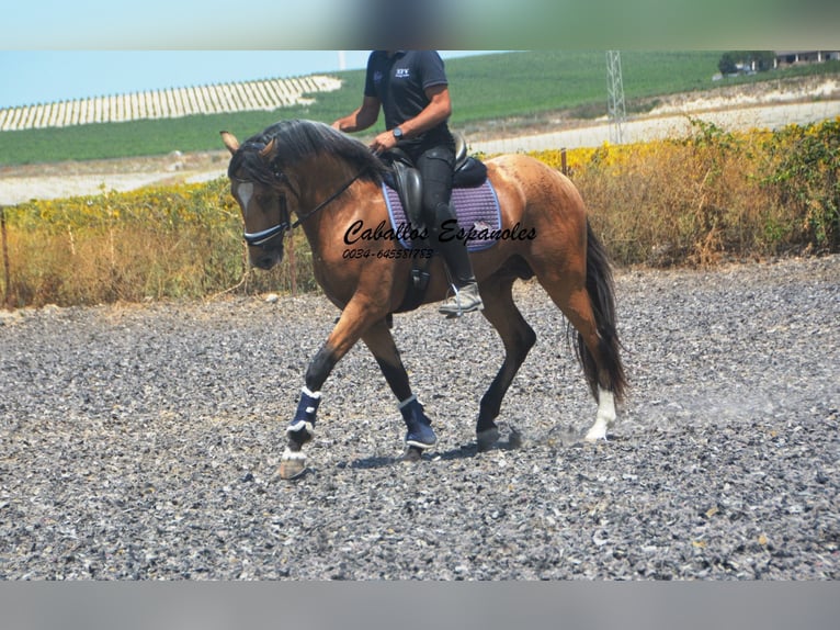 Lusitano Stallion 3 years 15.2 hh Buckskin in Vejer de la Frontera