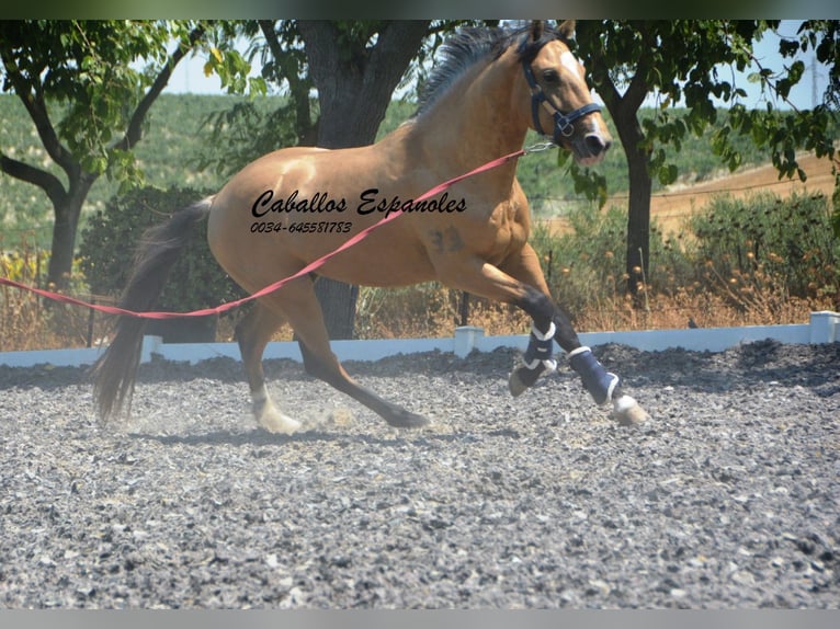 Lusitano Stallion 3 years 15.2 hh Buckskin in Vejer de la Frontera