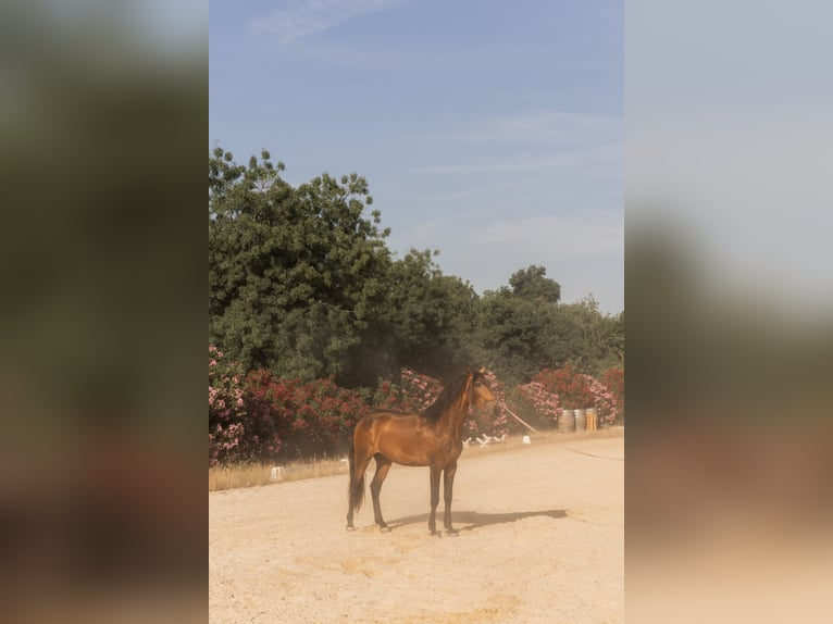 Lusitano Stallion 3 years 15.2 hh Buckskin in Vila Viçosa