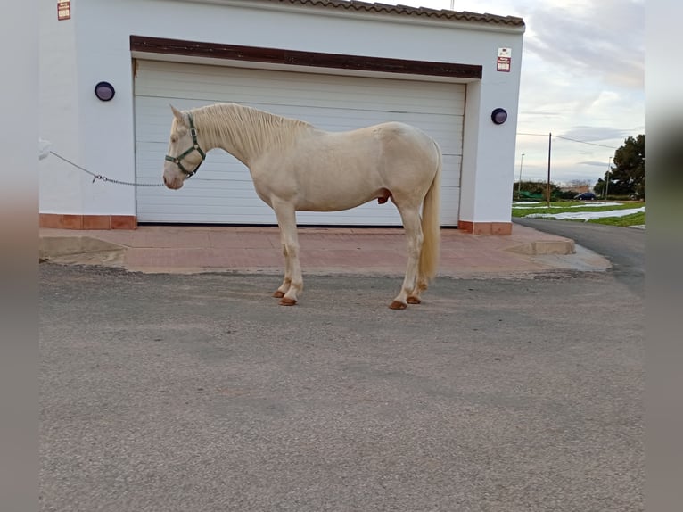 Lusitano Stallion 3 years 15.2 hh Cremello in San Javier