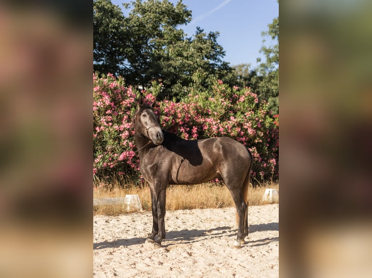 Lusitano Stallion 3 years 15.2 hh Grey-Blue-Tan in Vila Viçosa