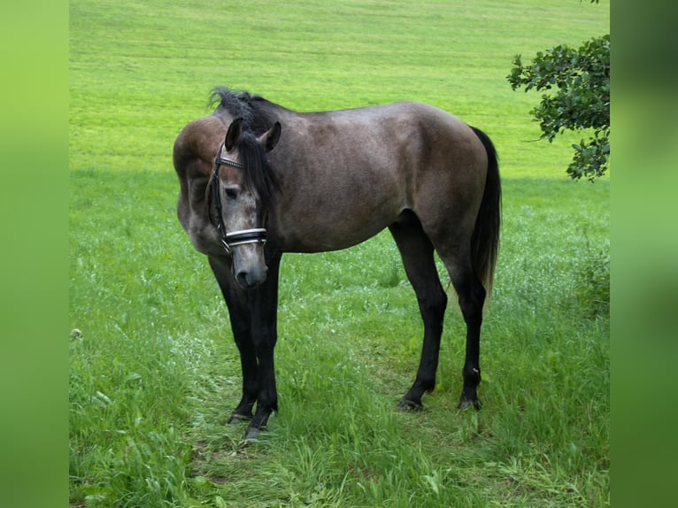 Lusitano Stallion 3 years 15.2 hh Grey in Graben