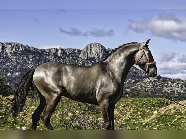 Lusitano Stallion 3 years 15.2 hh Grullo in MADRID