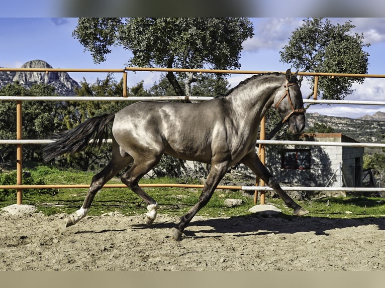 Lusitano Stallion 3 years 15.2 hh Grullo in MADRID