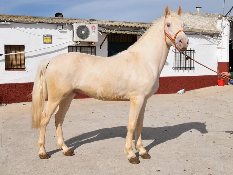 Lusitano Stallion 3 years 15,2 hh Pearl in Provinz Malaga