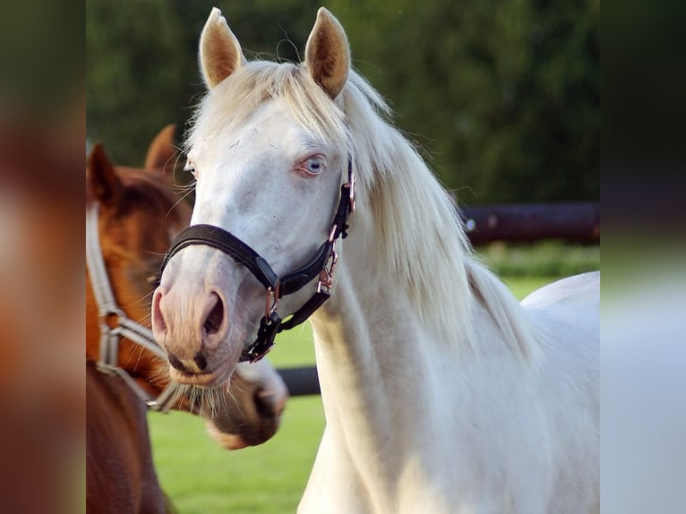 Lusitano Stallion 3 years 15,2 hh Perlino in Woldendorp