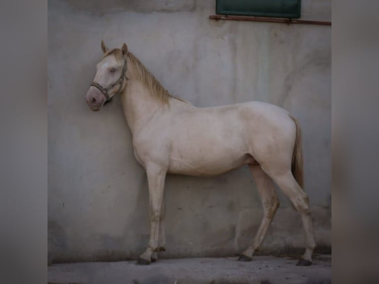 Lusitano Stallion 3 years 15,2 hh Perlino in Rio Maior