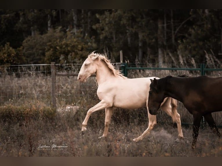 Lusitano Stallion 3 years 15,2 hh Perlino in Rio Maior