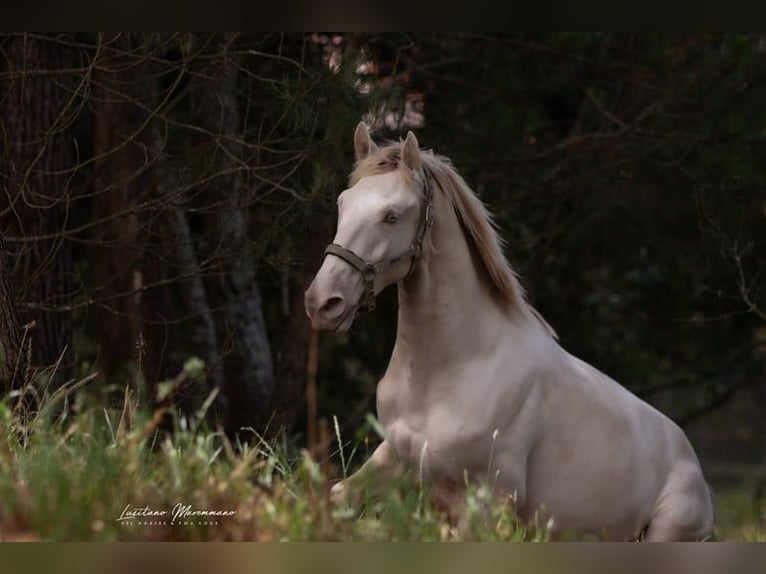 Lusitano Stallion 3 years 15,2 hh Perlino in Rio Maior