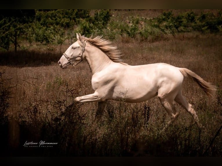 Lusitano Stallion 3 years 15,2 hh Perlino in Rio Maior