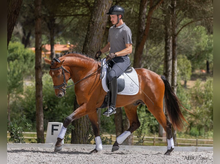 Lusitano Stallion 3 years 15,3 hh Brown in St. Estevao