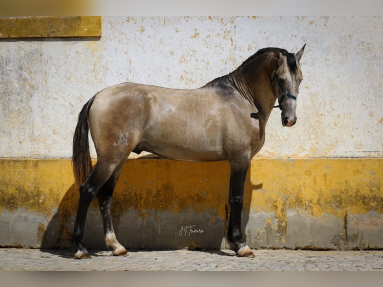 Lusitano Stallion 3 years 15,3 hh Brown Falb mold in Rio Maior