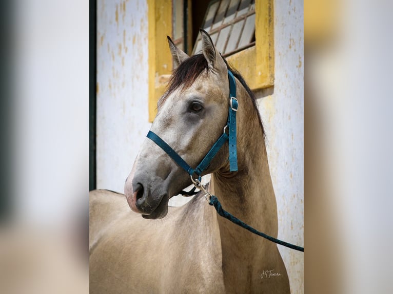 Lusitano Stallion 3 years 15,3 hh Brown Falb mold in Rio Maior