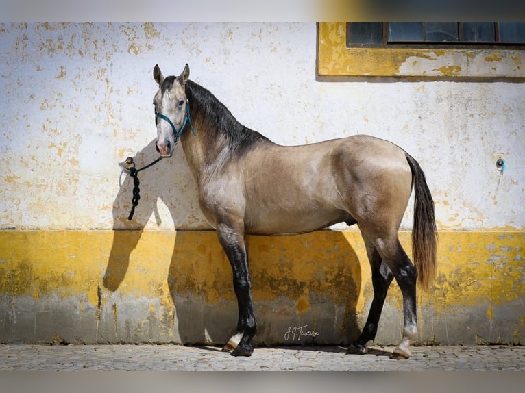 Lusitano Stallion 3 years 15,3 hh Brown Falb mold in Rio Maior