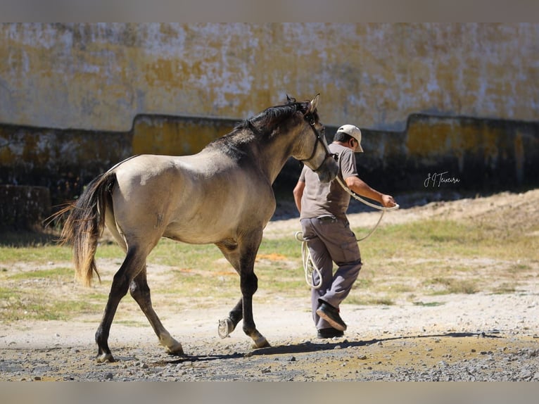 Lusitano Stallion 3 years 15,3 hh Brown Falb mold in Rio Maior