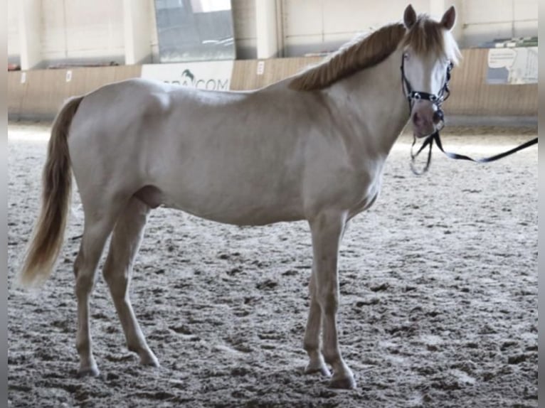 Lusitano Stallion 3 years 15,3 hh Cremello in Fürsteneck