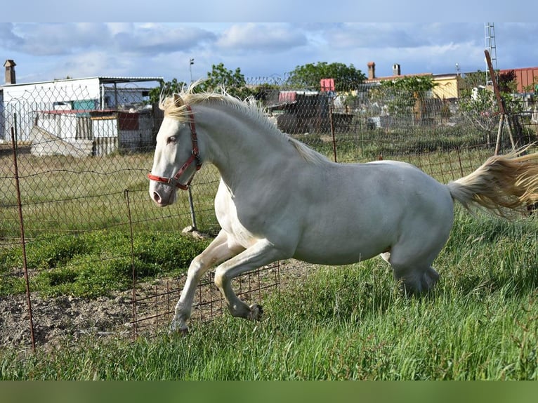 Lusitano Stallion 3 years 15,3 hh Cremello in Caceres