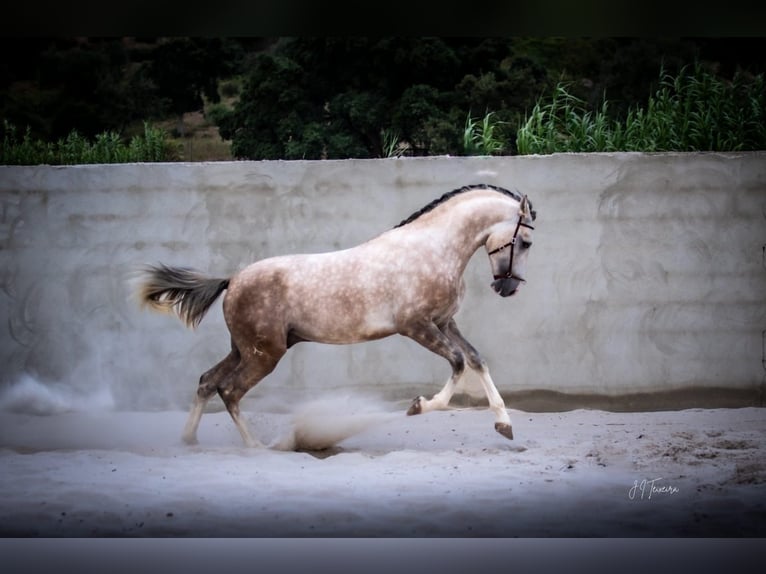 Lusitano Stallion 3 years 15,3 hh Gray in Rio Maior