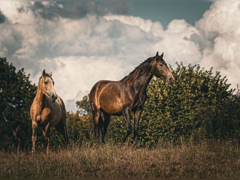 Lusitano Stallion 3 years 15 hh Buckskin in Postfeld