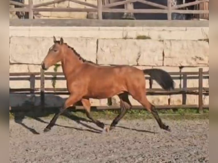Lusitano Stallion 3 years 15,1 hh Bay in Torres Novas