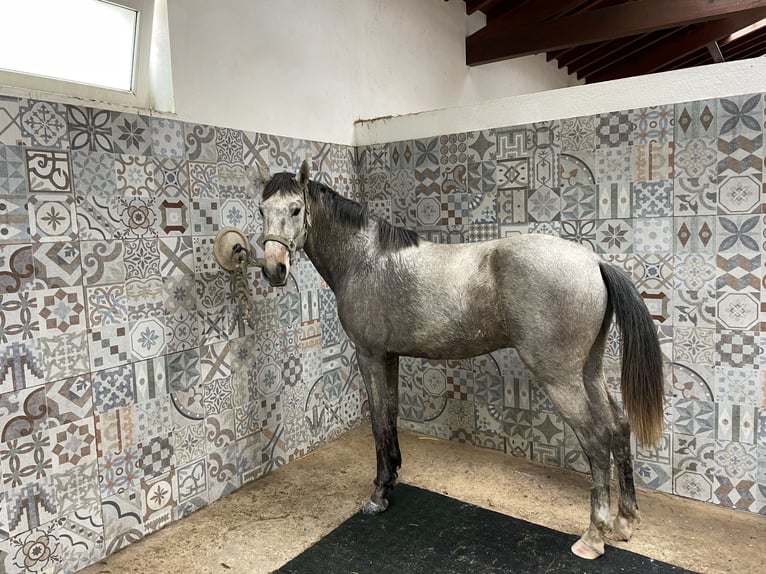 Lusitano Stallion 3 years 15,1 hh Gray-Blue-Tan in St. Estevao