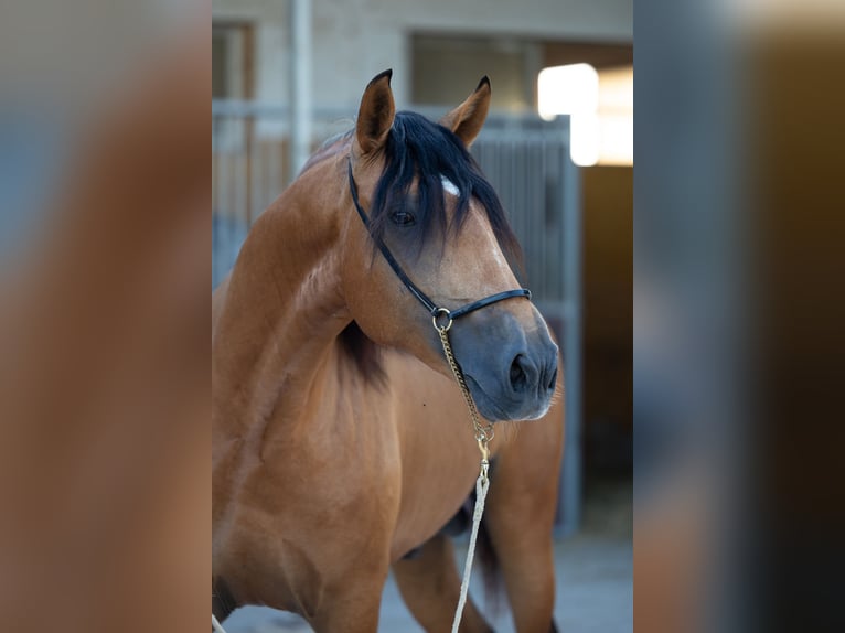 Lusitano Stallion 3 years 15,2 hh Buckskin in Martfeld