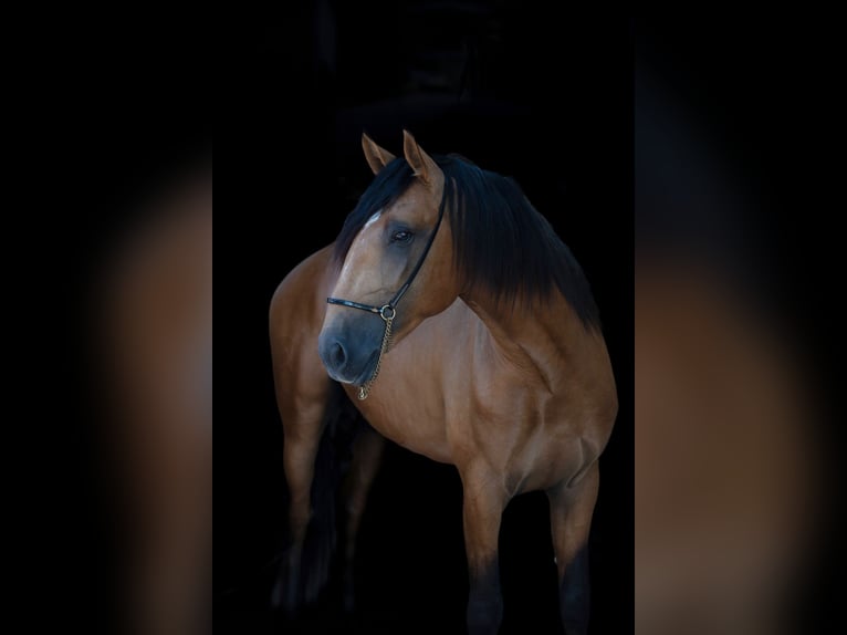 Lusitano Stallion 3 years 15,2 hh Buckskin in Martfeld