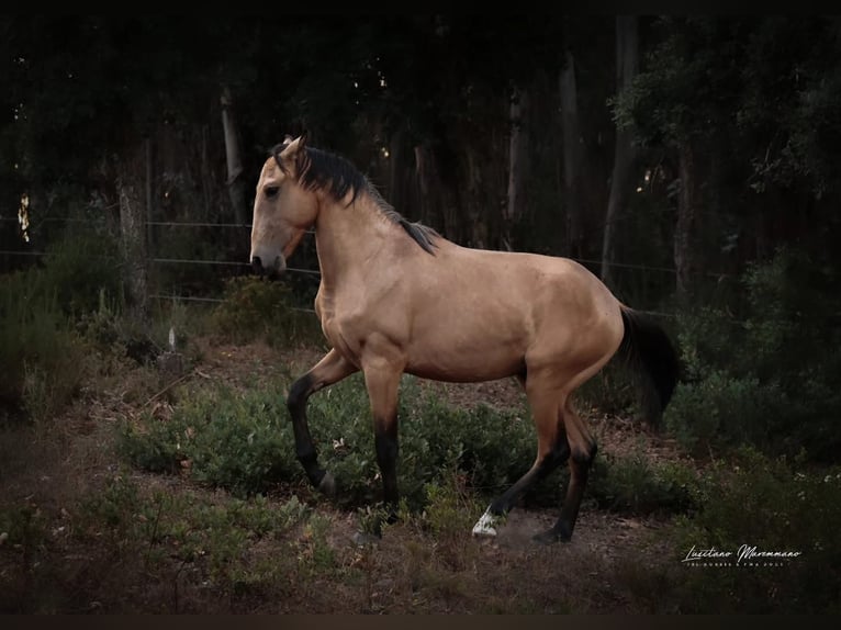 Lusitano Stallion 3 years 15,2 hh Buckskin in Rio Maior