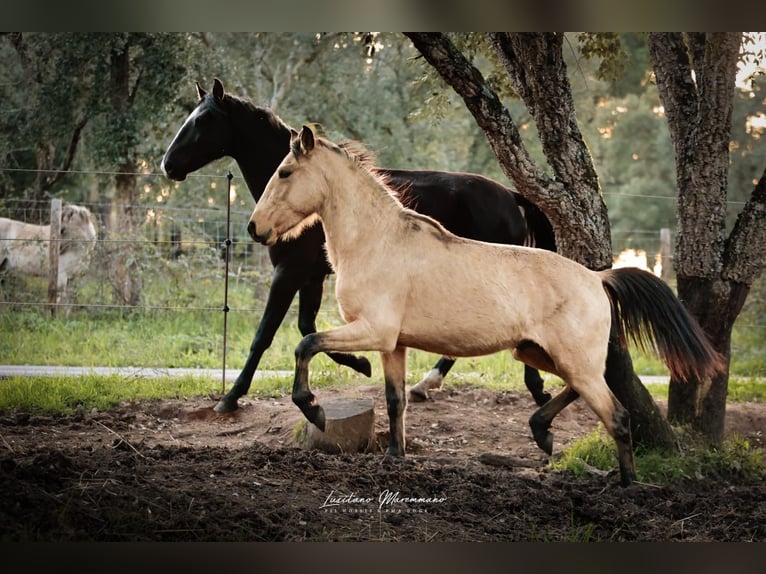 Lusitano Stallion 3 years 15,2 hh Buckskin in Rio Maior