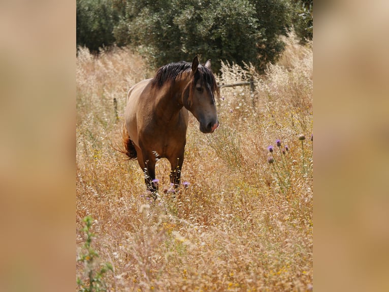 Lusitano Stallion 3 years 15,2 hh Buckskin in golega