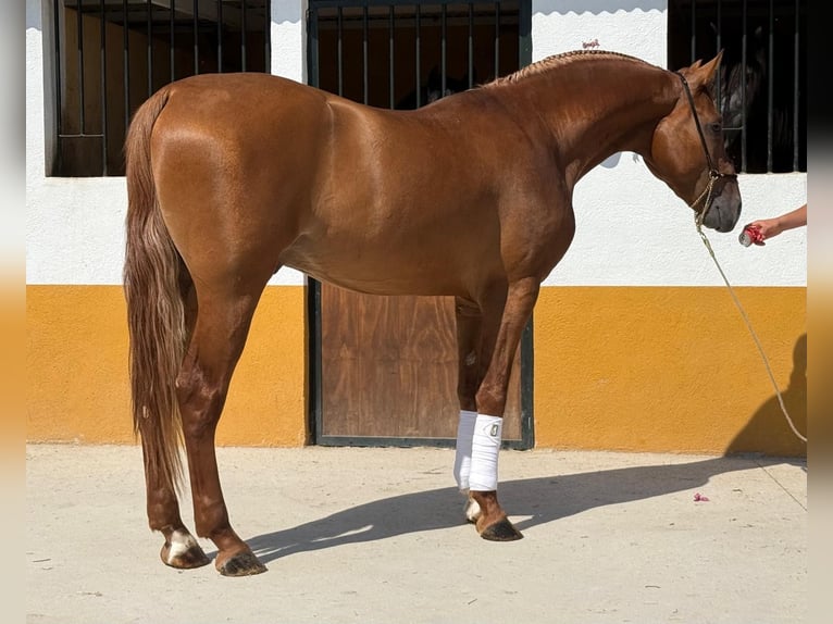 Lusitano Stallion 3 years 15,2 hh Chestnut-Red in Neu-Anspach
