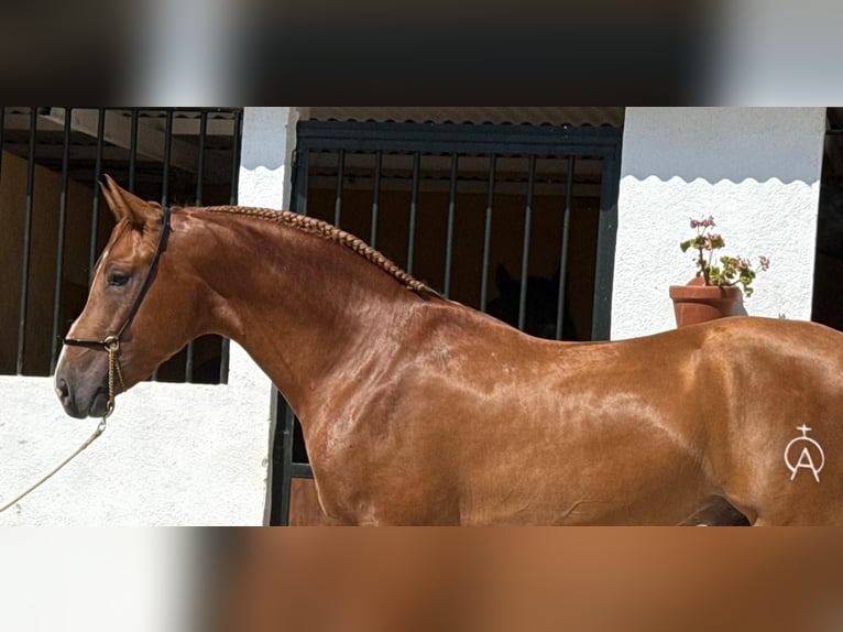 Lusitano Stallion 3 years 15,2 hh Chestnut-Red in Neu-Anspach