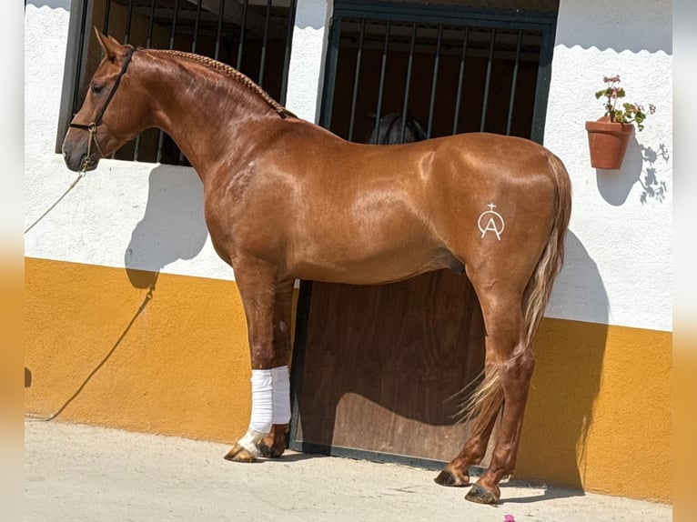 Lusitano Stallion 3 years 15,2 hh Chestnut-Red in Neu-Anspach