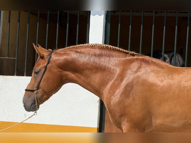 Lusitano Stallion 3 years 15,2 hh Chestnut-Red in Neu-Anspach