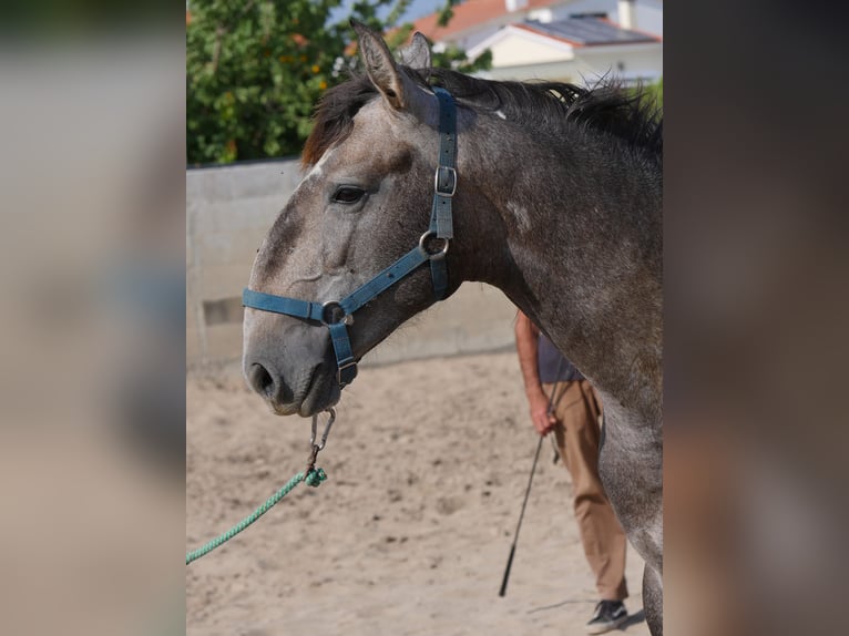 Lusitano Stallion 3 years 15,2 hh Gray-Dapple in Golega