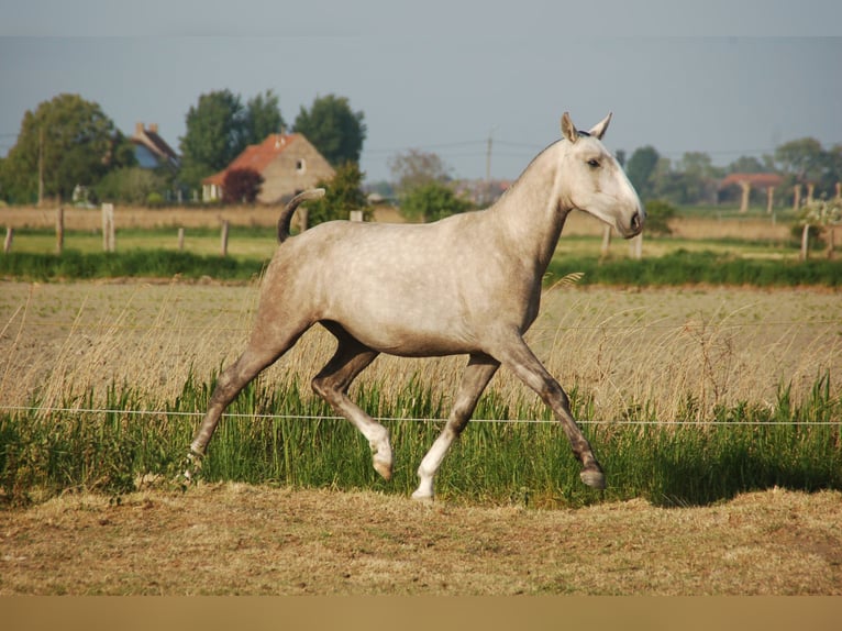 Lusitano Stallion 3 years 15,2 hh Grey in Bredene