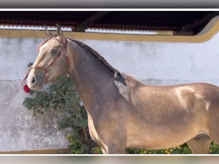 Lusitano Stallion 3 years 15,2 hh Grey-Red-Tan in Cartaxo