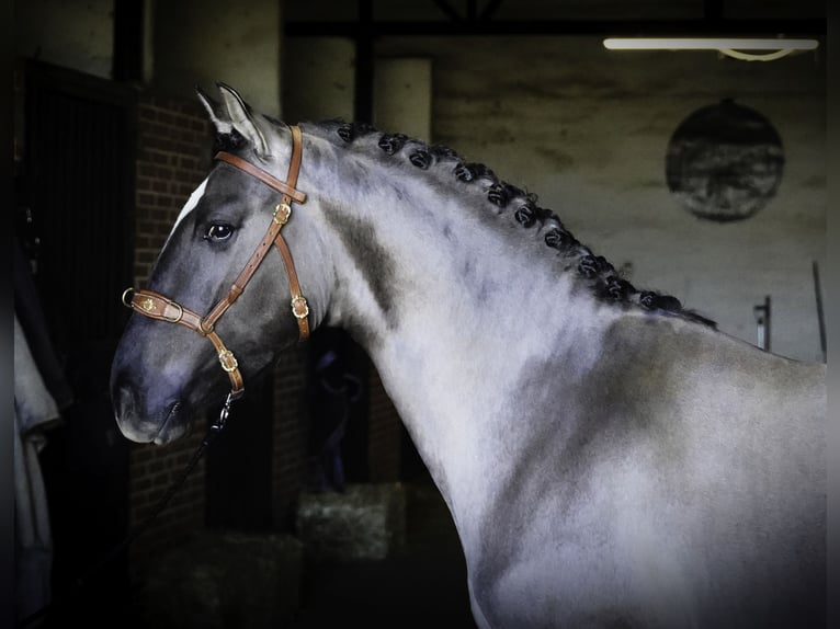Lusitano Stallion 3 years 15,2 hh Grullo in MADRID