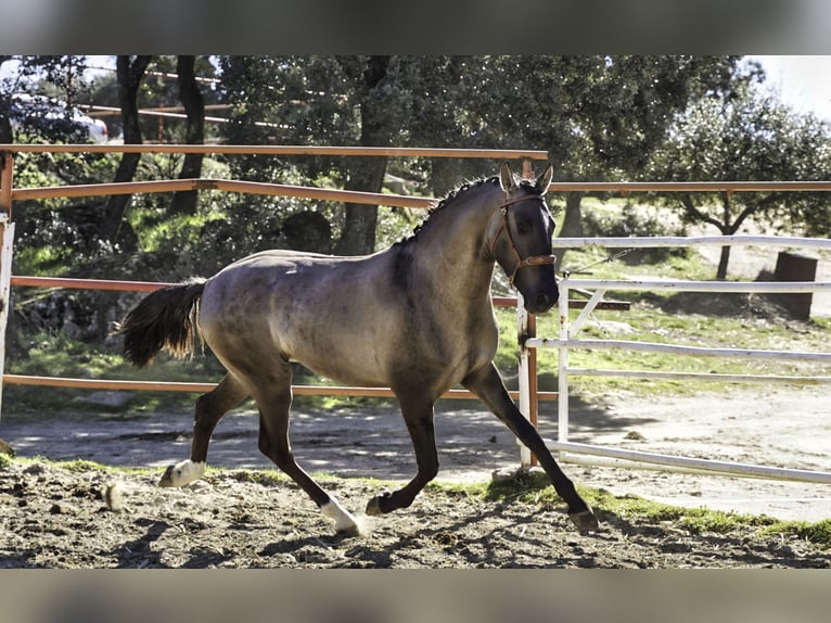 Lusitano Stallion 3 years 15,2 hh Grullo in MADRID